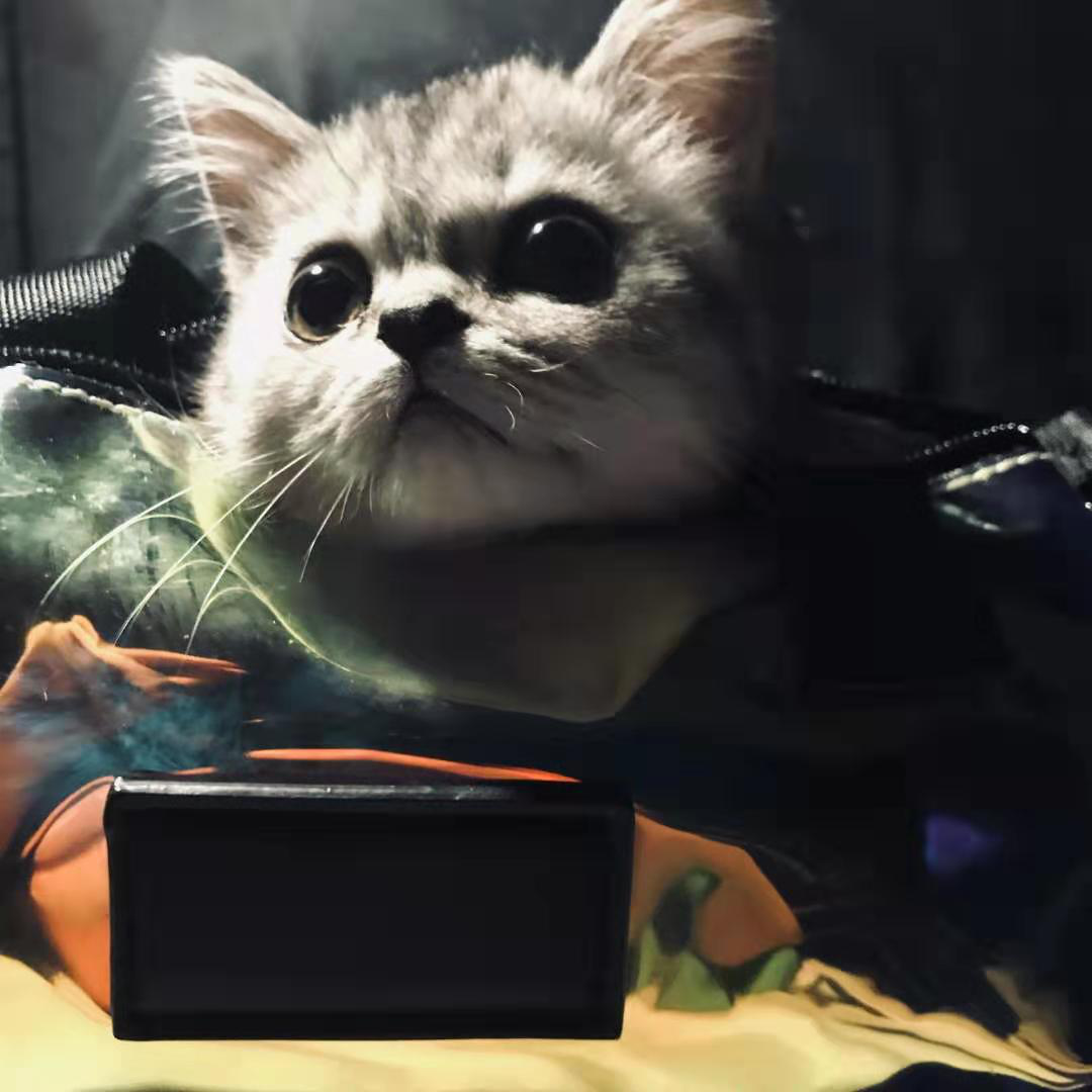 傲娇猫咪找存在感，方法特殊，主人都被吓到了