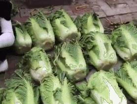 在东北，没有一颗大白菜能活着过冬！