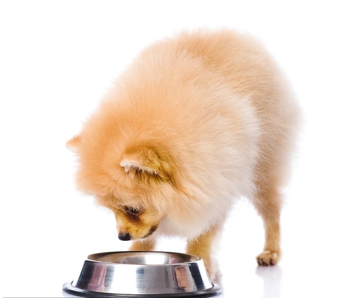 给狗狗吃罐头，竟然有这几点好处，不看必后悔呀