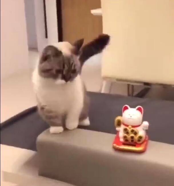 铲屎官痴迷招财猫改运, 训练自家猫咪招财, 小爪子招的超级萌