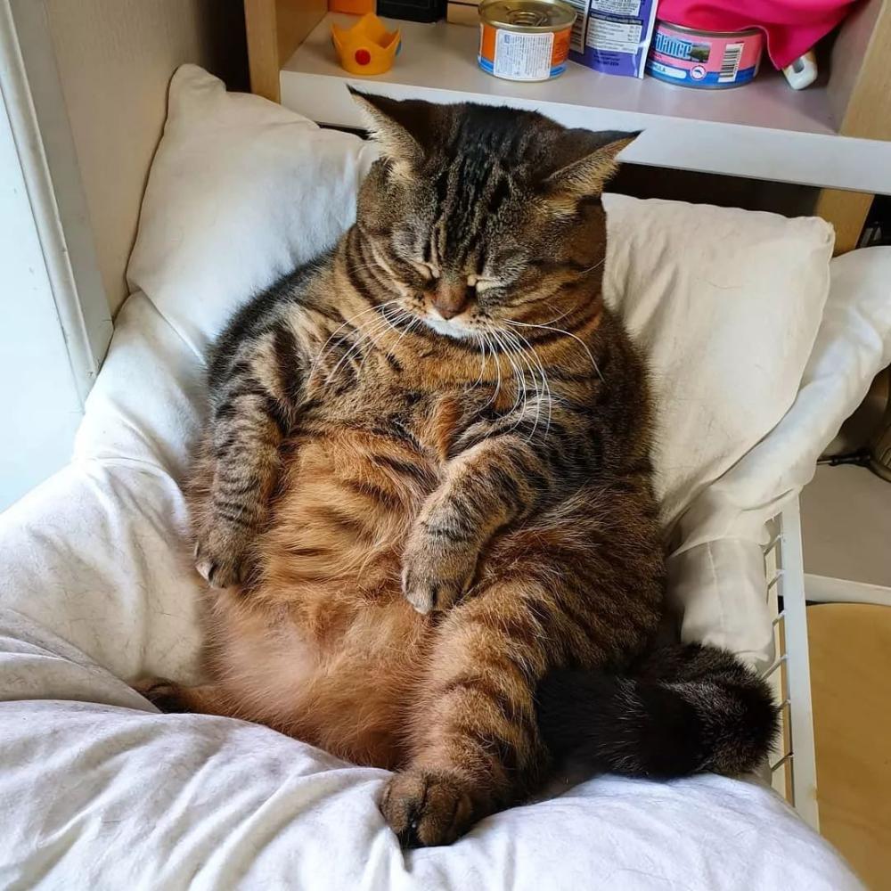 胖橘地位不保! 这只狸花猫已经踏上体重秤 | 颜值俱乐部