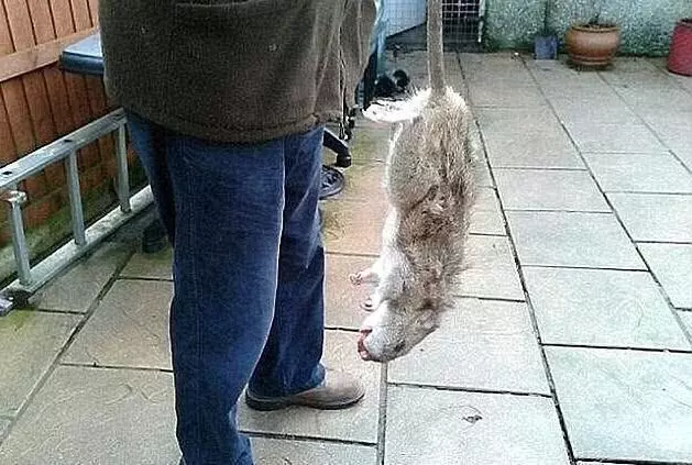 这老鼠是要成精的节奏了，居然有足足11公斤重，你见过吗？