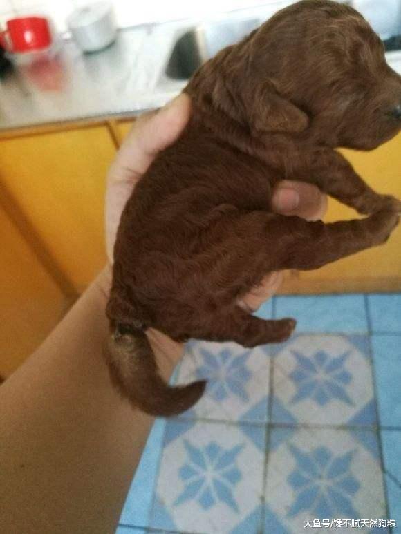 泰迪犬真的要断尾吗? 但确实有这5个好处!