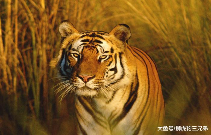 老虎打架有三招, 狮子有两招, 那就一定说明老虎比狮子厉害吗?