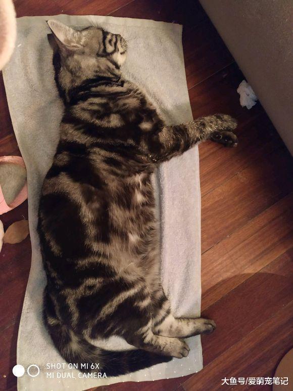 陪伴两年的美短猫不幸去世, 当女孩得知原因后情绪一下子就失控了