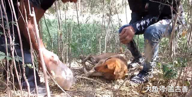 土狗被罐子卡住头，危难关头它选择独自面对，但我们却不能放弃！