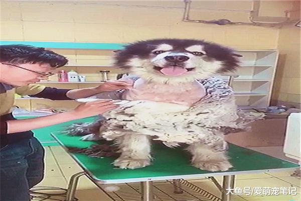 宠主带阿拉去宠物店剃毛，剃到一半时被老板调侃，这一字肩好性感