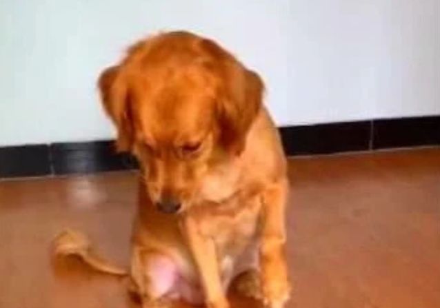 金毛想偷吃小龙虾，主人摆了一地活龙虾，金毛的反应笑喷了