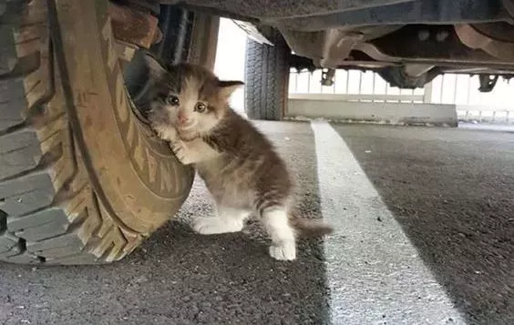 他拍摄的流浪猫，个个儿都生龙活虎，快活得让家喵羡慕……