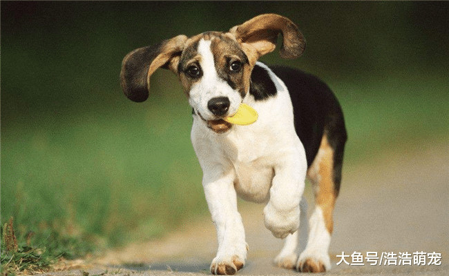 狗狗有下面5種表現時，你要當心了，它對你并不忠誠！