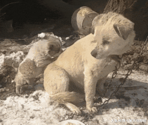 害怕狗狗冷给它穿衣服? 这5种狗狗, 千万别乱穿, 有危险!