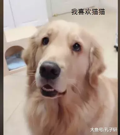 猫妈妈生了七只小猫后，嫌它们太吵扔给金毛照顾，金毛的表情亮了