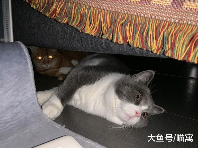 小猫咪这凶巴巴的做什么呢？真以为能吓到铲屎官？