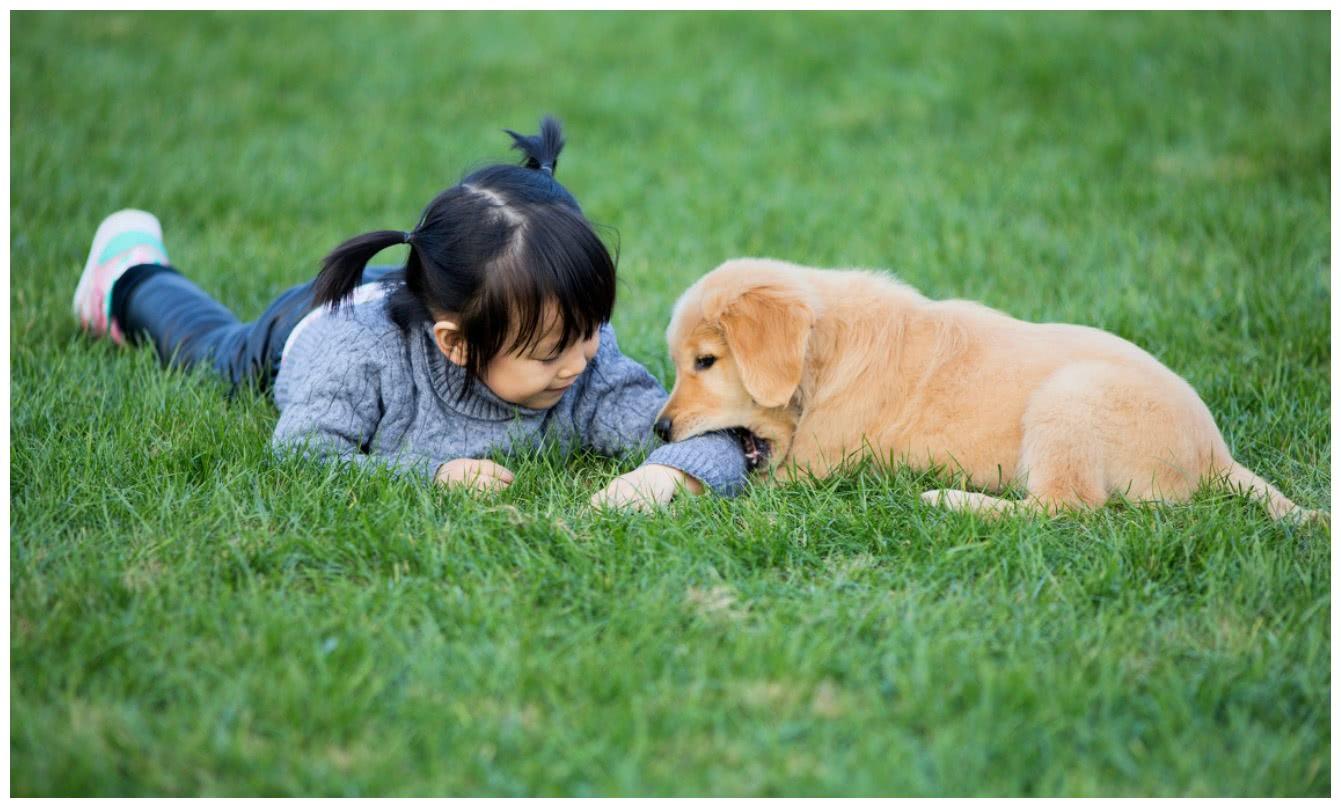 這只金毛天賦值點滿了吧？幫助小孩子的時候，它像是個大人