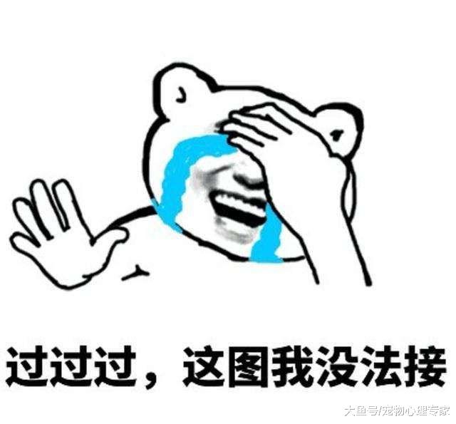 将猫咪托付给妈妈，隔天收到照片顿时服了：全球限量款诞生