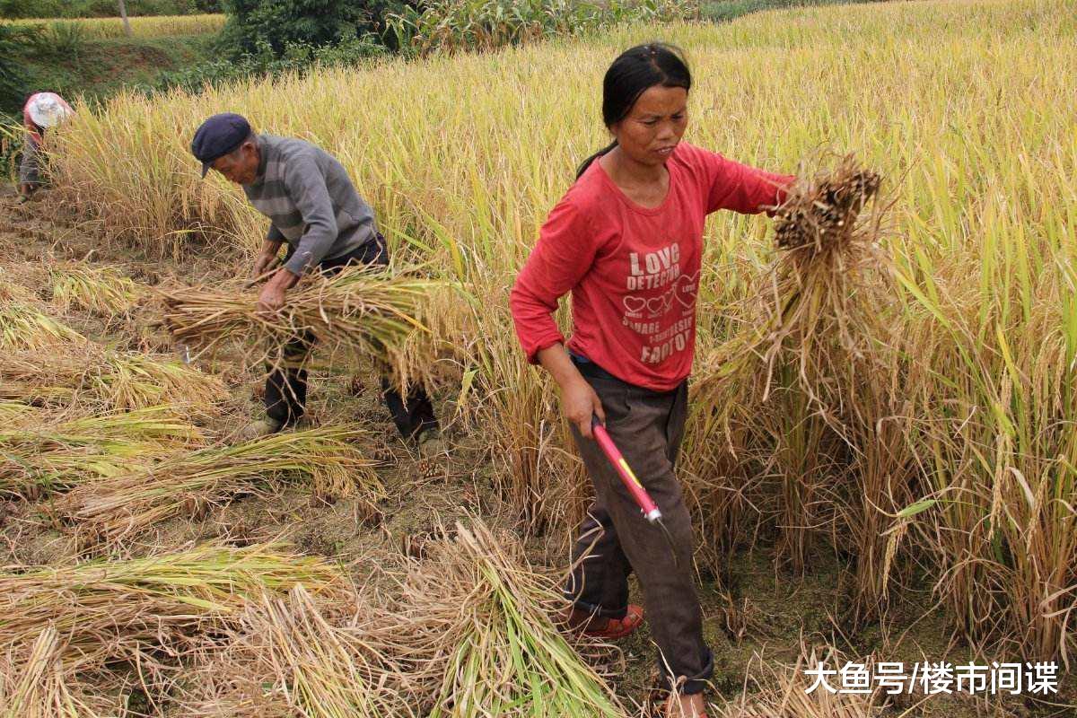 农村一亩地只能挣800块每年？根本原因只有3个，致富太难了！