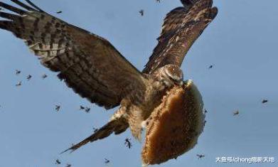 世界上頭最“鐵”的鳥，自帶盔甲免疫傷害，把馬蜂當零食
