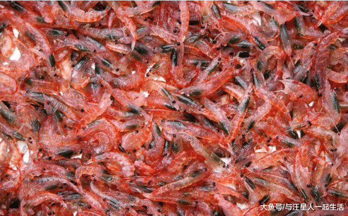 磷虾每年被吃掉约2亿吨, 为什么至今还没有灭绝? 网友: 太可怕了