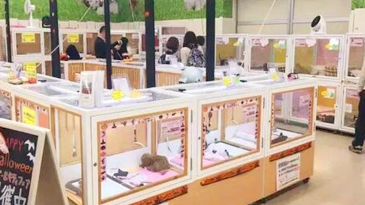 快過年了，你家的貓主子安排好了嗎