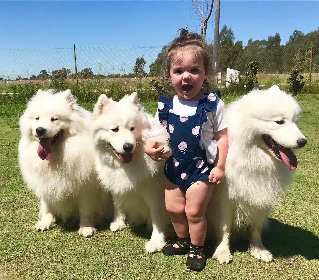 这才是白雪公主吧，女孩和7只萨摩耶一起长大！