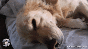 主人派金毛叫女友起床，结果好久不见人影，狗：我再睡一会