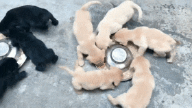 十只狗崽吃食，圍著飯盆轉圈圈，狗：轉著圈吃飯更香……