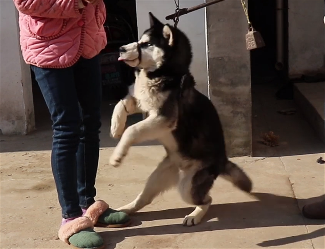 大爷用杆秤称小黑狗, 狗崽不急不闹, 一旁母狗的反应亮了……