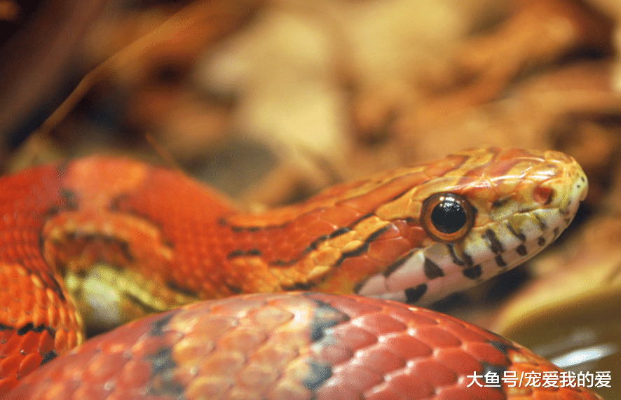 蛇VS蜥蜴谁才是你心目中，最恐怖的面貌的获奖者