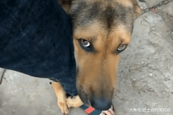 网友捡了只流浪狗, 狗狗的举动让他很感动, 汪: 别再丢下我