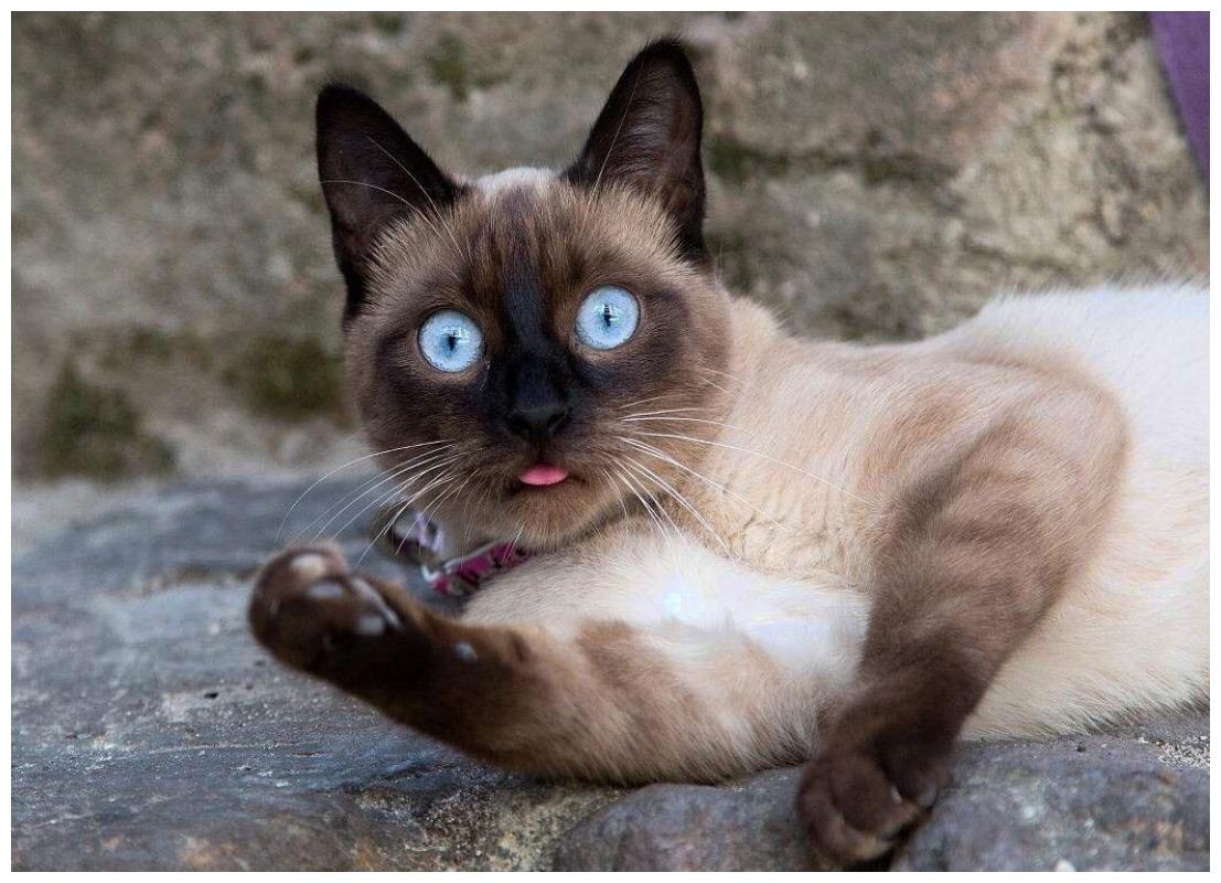 猫咪在晾衣架上“高难度”悬挂, 场面让主人开眼了: 送体操队吧