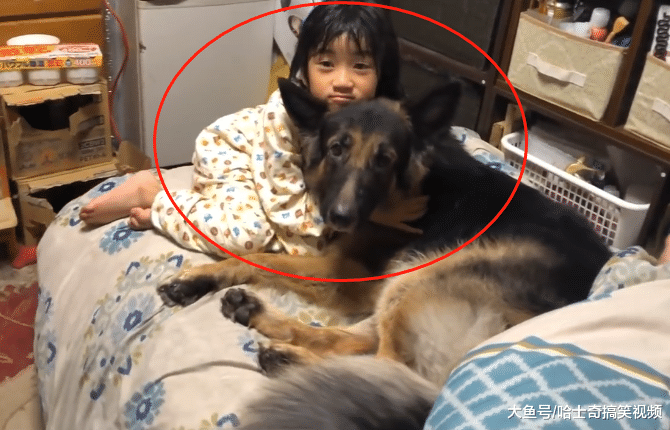 德牧从小跟主人睡，结果4岁了还没长大，跟孩子们抢妈妈