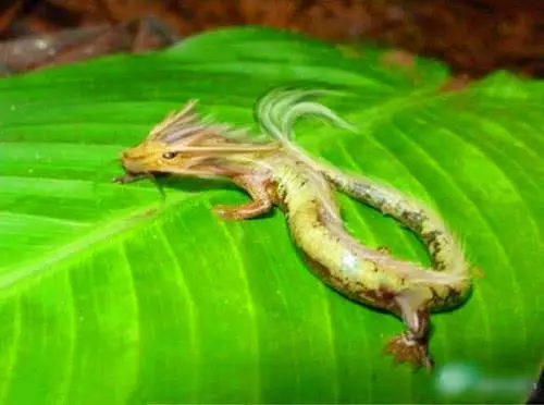 世界上竟真存在龙？专家发现其原型，10年不进食也不会死亡