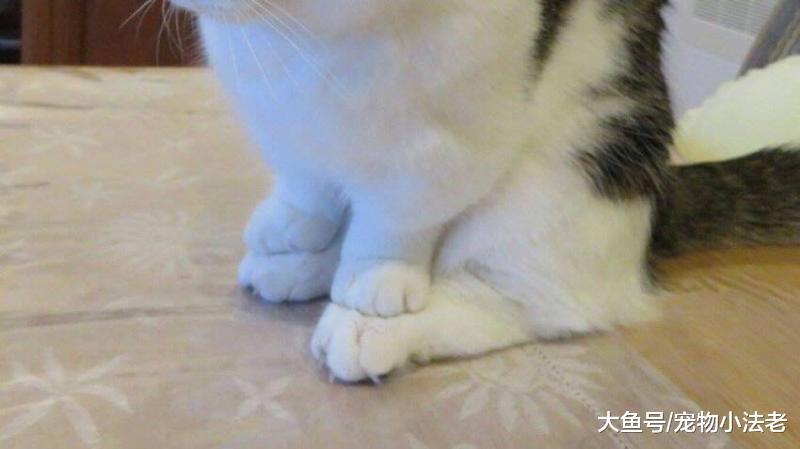 盤點2018年貓咪最奇葩的坐姿，主子霸氣十足：朕的手不能落地的！