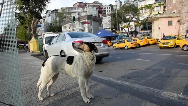 如果狗狗生活在沒有人類的世界，那是狗的烏托邦，還是地獄？