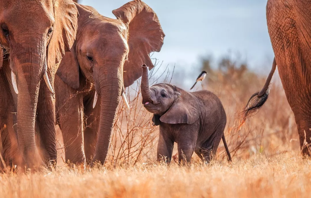 遭遇肯尼亚（一）跟着肖戈拍大象