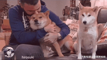 柴犬“夫妻”都2岁了，结果爸爸就爱抱公犬，母犬一脸黑线