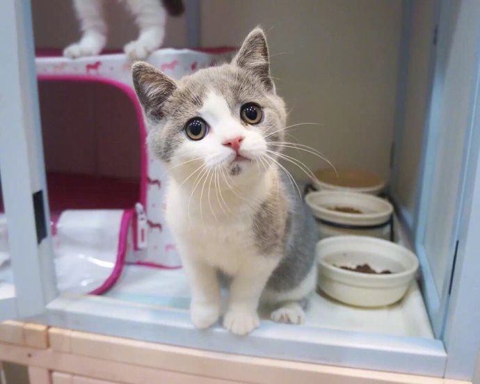 量子波动进食法，这个吃饭速度，猫猫落泪