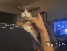 仓鼠死了，悲痛欲绝的主人和忐忑不安的罪魁祸首