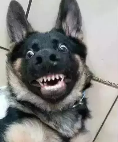 帶女朋友回家談婚事，我家金毛卻給我叼了這個出來...