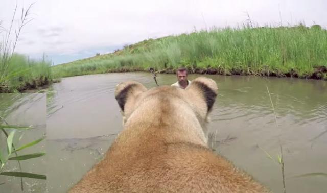 他拯救母狮7年后再次在重逢，这一次母狮迈前几步，猛地扑向了他