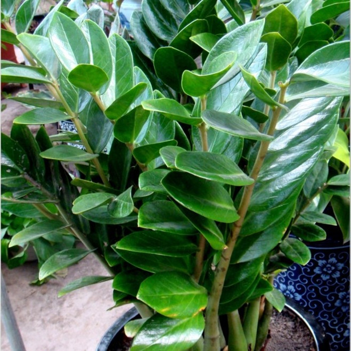 建议大家：不管房子大与小，一定摆上这6种盆栽，不仅净化空气还能驱蚊