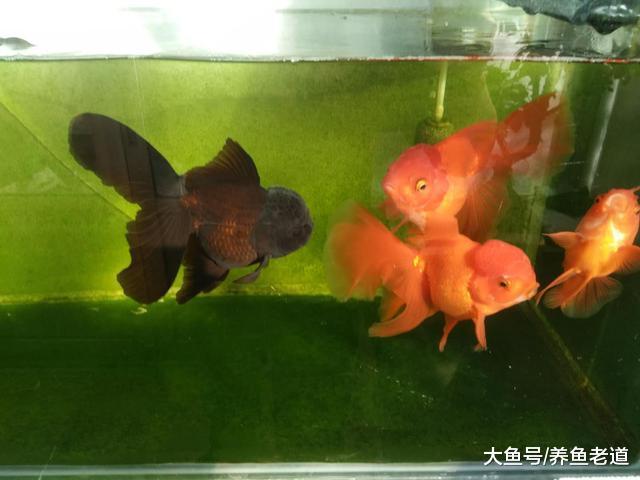 如果只用一種方法就能夠使觀賞魚不患病，除了這個別無選擇！