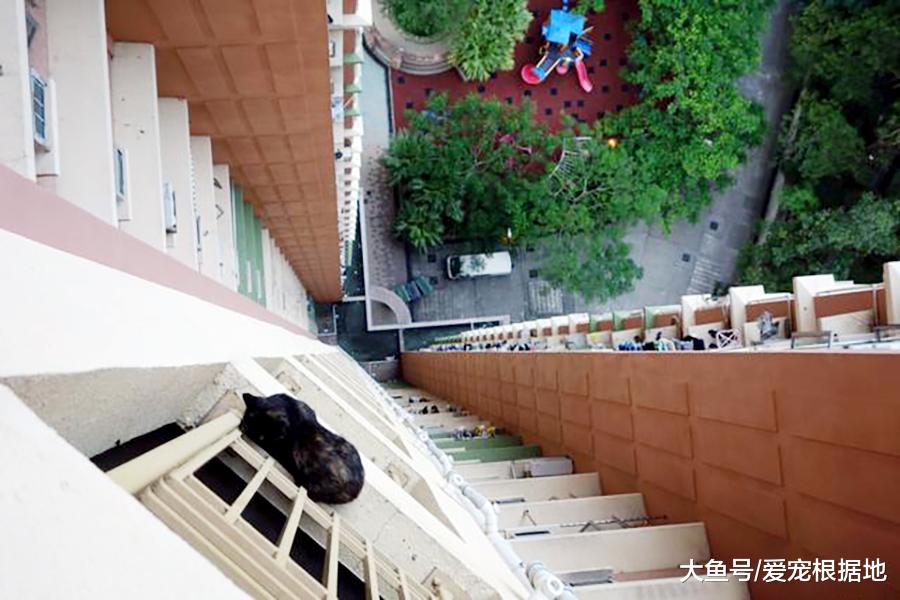 短毛猫从18楼坠落后奇迹生还，主人为救猫众筹药费
