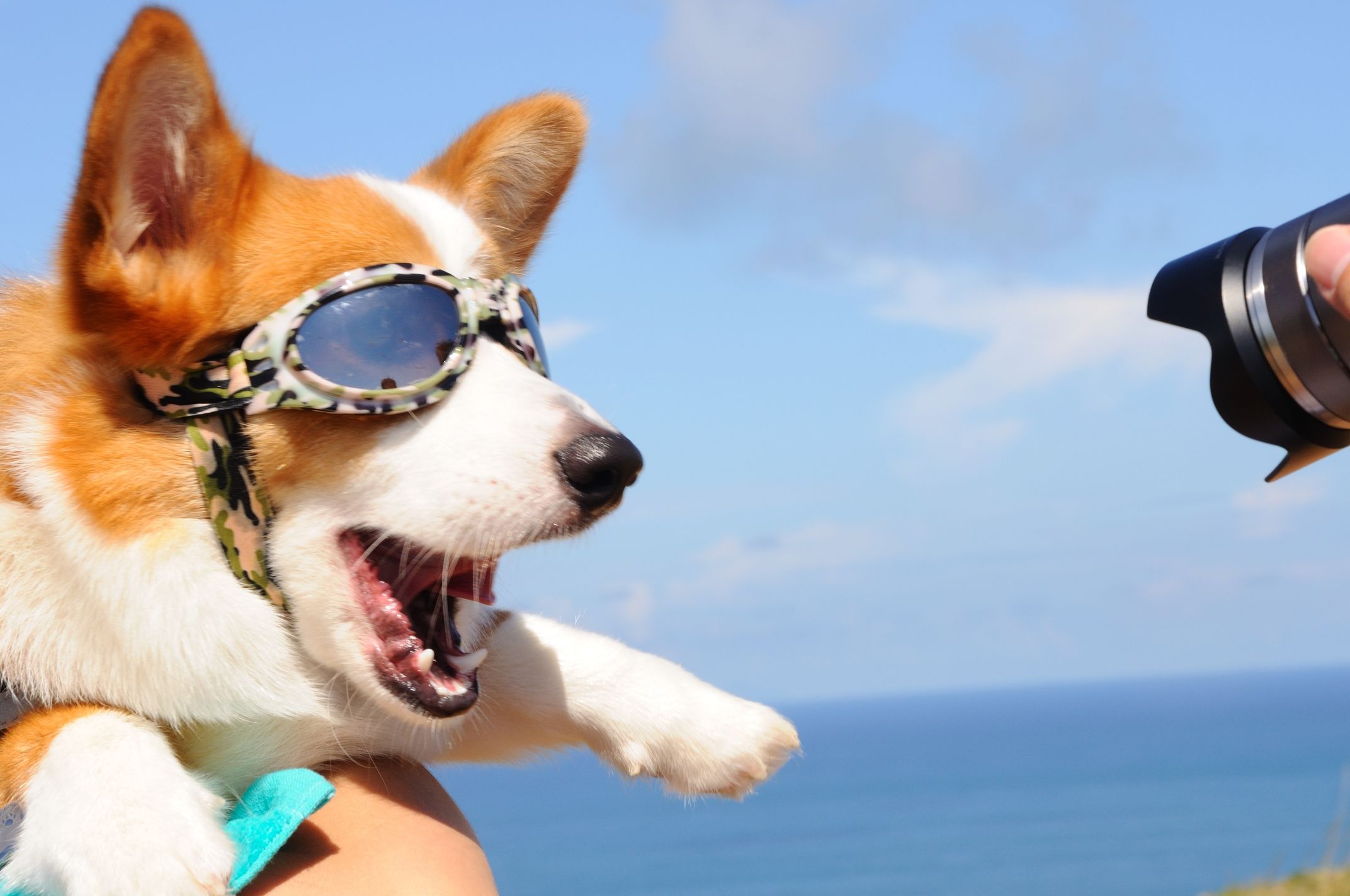 不能让傲娇的柯基犬有这些坏毛病，得严加管理