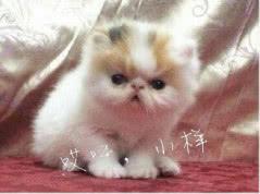 假如貓咪比你會享受生活后是什么結果