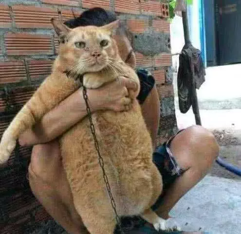 奶奶怕丢猫用铁链锁着它，8年后解开铁链，抱起来一看不淡定了