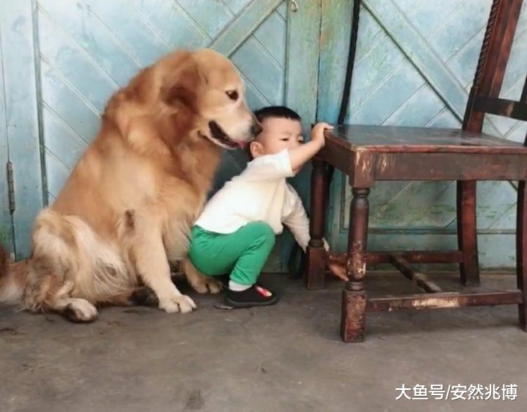 孩子犯错，宝爸拿起棍子，狗狗的暖心护卫，让人感动的想哭