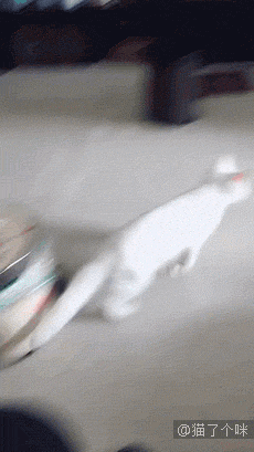 这是我见过跳跃最轻松优雅还Q弹的一只猫了