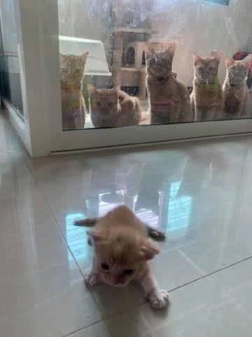 5只大橘撅屁屁盯小橘学走路，紧张表情太搞笑，小橘猫：操心老哥