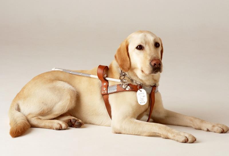 动物趣闻：澳大利亚出新规，限制宠物狗自由超24小时将会被罚款